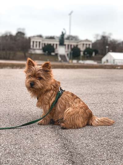 Foto's und Hundemodels-Beitrag-Bild