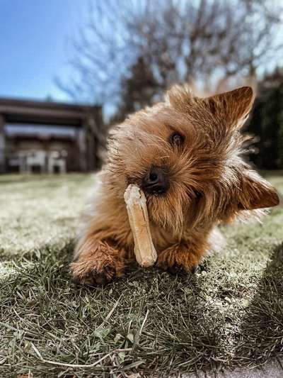 Foto's und Hundemodels-Beitrag-Bild