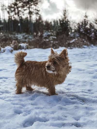 Foto's und Hundemodels-Beitrag-Bild