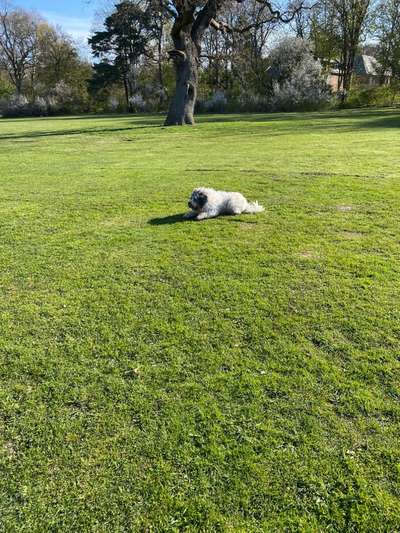 Hundeauslaufgebiet-Jenischpark-Bild