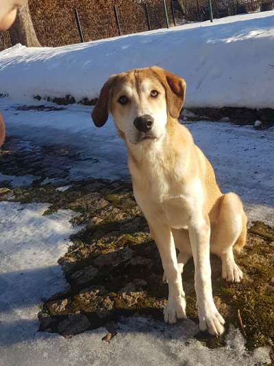 Junghund übergibt sich spontan-Beitrag-Bild