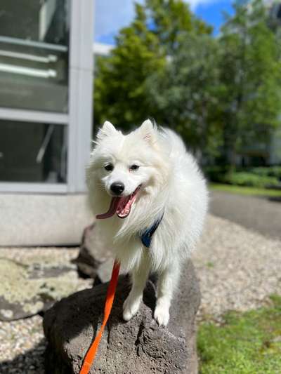 Hundetreffen-Hundetraining - Gassirunde-Bild