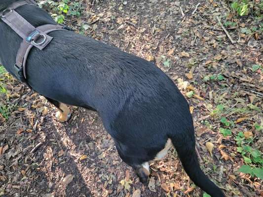 Gangbild/-analyse-Beitrag-Bild