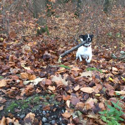 Hundetreffen-Bodeguero Treff ☀️-Bild