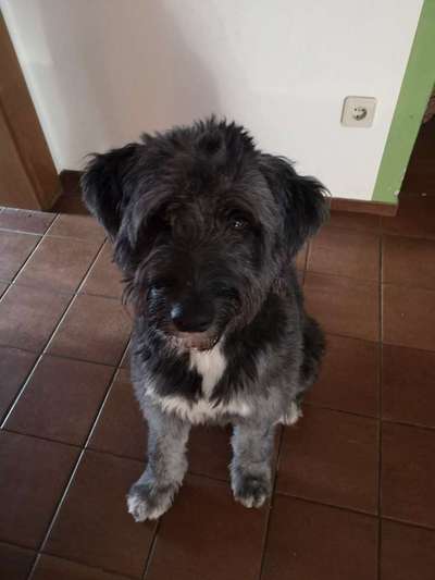 Australian Shepherd Mix-Beitrag-Bild