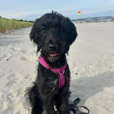 Hundetreffen-Gassi & Playdate-Bild