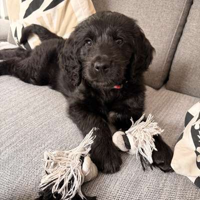 Hundetreffen-Welpentreffen-Bild