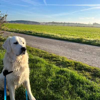 Hundetreffen-Spielrunde in Ronnenberg-Bild