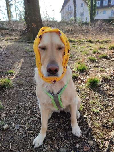 Hier ist der Spaßthread. Zum Schmunzeln und Kaputtlachen-Beitrag-Bild