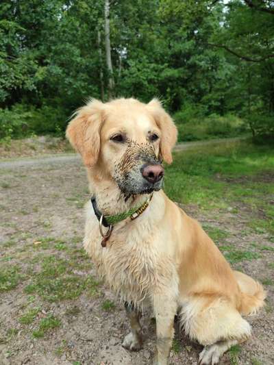 Wo sind die Golden Retriever Liebhaber?-Beitrag-Bild