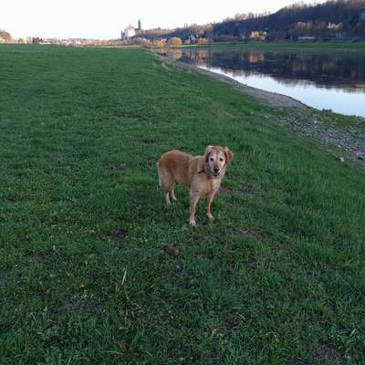 aktuelles Foto Gruppe Golden Retriever