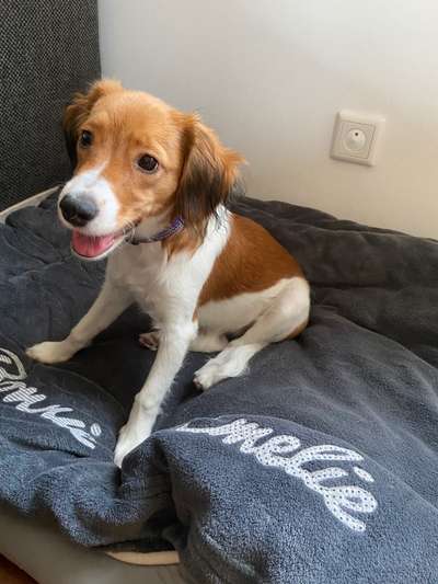 Kooikerhondje-Beitrag-Bild