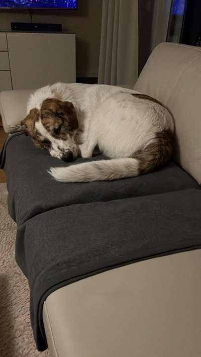 Auslandstierschutz-Beitrag-Bild