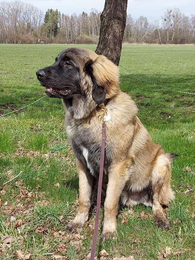 Leonberger-Beitrag-Bild