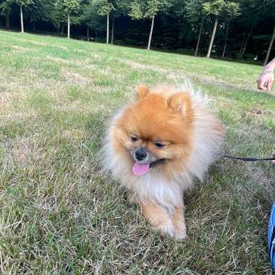 Hundetreffen-Mein Rüde sucht eine passende Hundefreundin-Bild