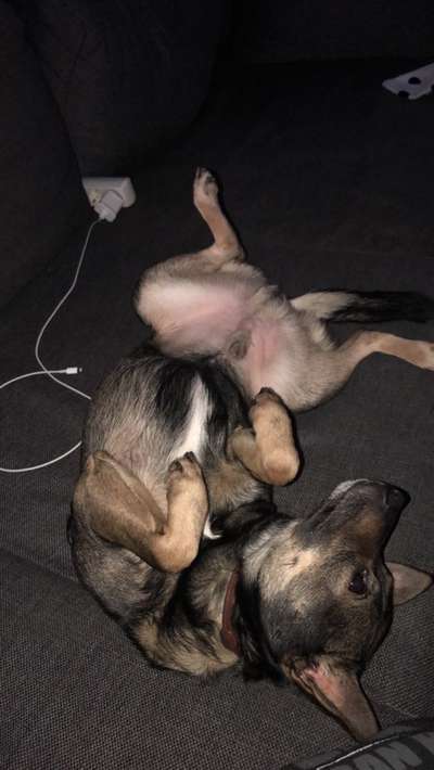 Jack Russell/Spitz-Mix?-Beitrag-Bild