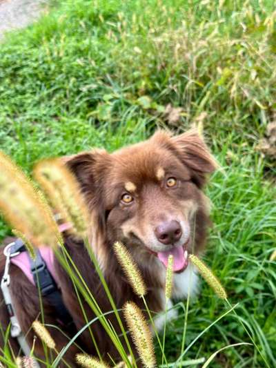 Hundetreffen-Regelmäßige Hunde-Runden-Bild