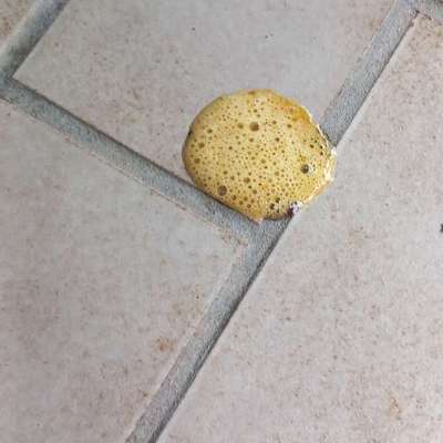 Schaumige Galle erbrechen?-Beitrag-Bild