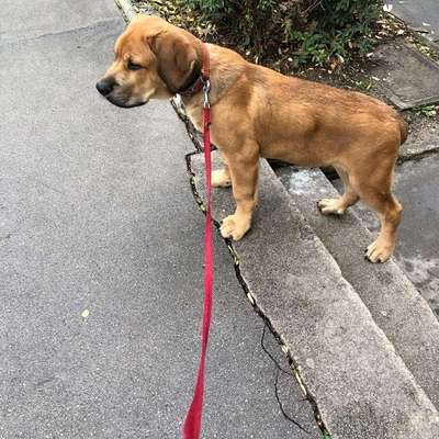 Hundetreffen-Spiele runde