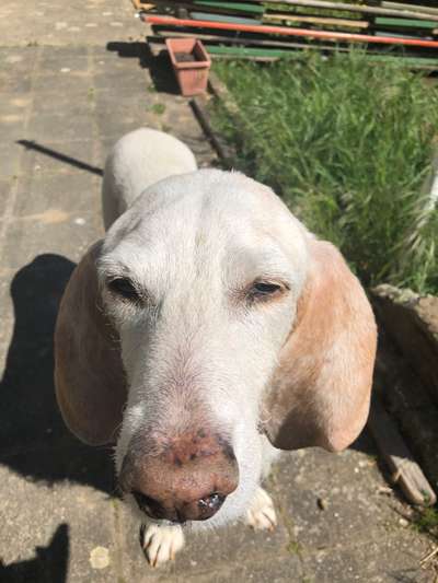 Zeigt mir die tollste Nahaufnahme von eurer Fellnase-Beitrag-Bild