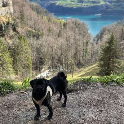 Hundetreffen-Playdate 🐶✨-Bild