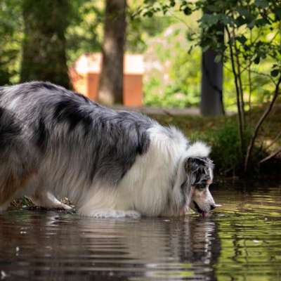 aktuelles Foto Gruppe Australian Shepherd