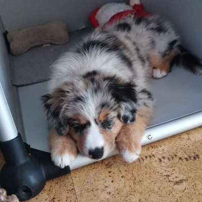 Hundetreffen-Welpentreff mit Sozialisierung-Bild