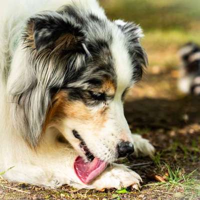 Hundetreffen-Social Walk-Bild