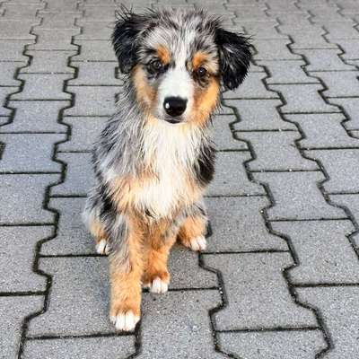 Hundetreffen-Welpentreff mit Sozialisierung-Bild