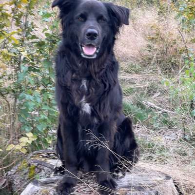 Hundetreffen-Mit Charly mit seinem Frauchen-Bild