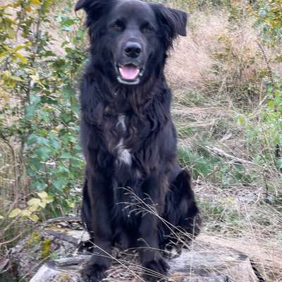 Hundetreffen-Mit Charly mit seinem Frauchen