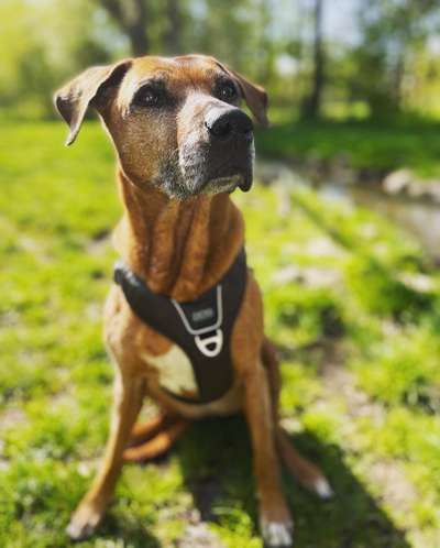 Rhodesian Ridgeback-Beitrag-Bild