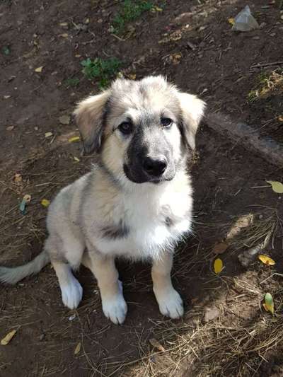 Welpen Bilder !-Beitrag-Bild