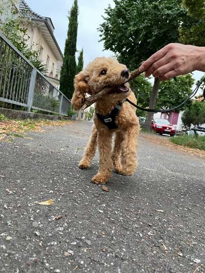 Die Dogorama Wochen Challenge-Beitrag-Bild