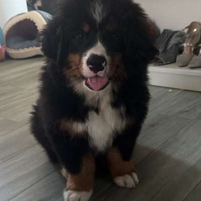 Hundetreffen-Wir Suchen Welpenfreunde für unseren kleinen Bären-Bild