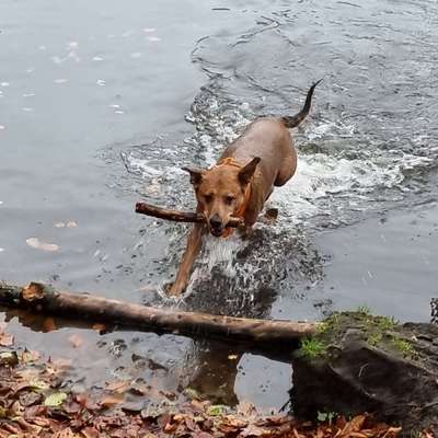 Hundetreffen-Erwachsene Hunde Freunde gesucht :)-Bild