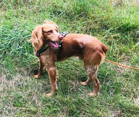 Hund aus dem Spanischen Tierschutz-Beitrag-Bild
