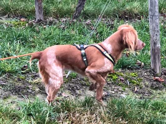 Epagneul Breton-Beitrag-Bild