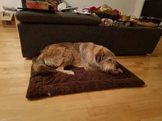 Mischlinge raten - Rätselspaß-Beitrag-Bild