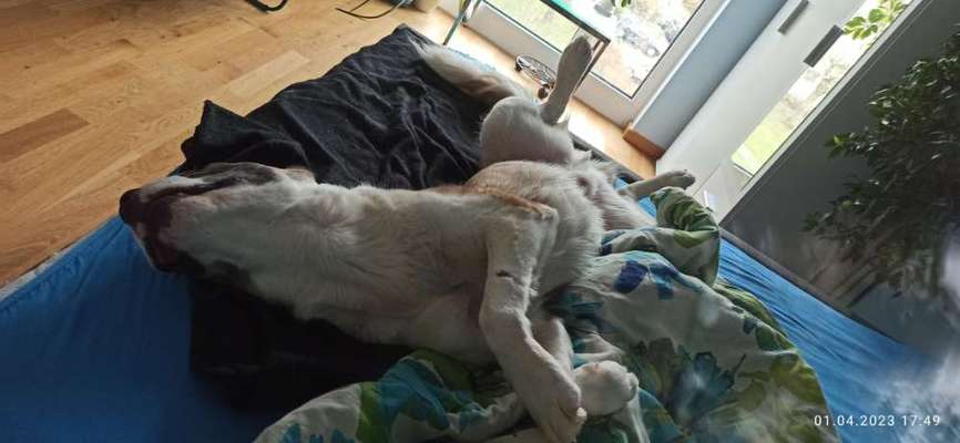 Fotosammlung: ,,Der natürliche Hund" Unbearbeitet, ungestellt und in Natura-Beitrag-Bild