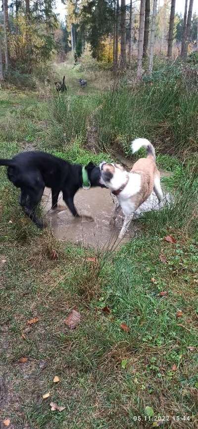 Fotosammlung: ,,Der natürliche Hund" Unbearbeitet, ungestellt und in Natura-Beitrag-Bild