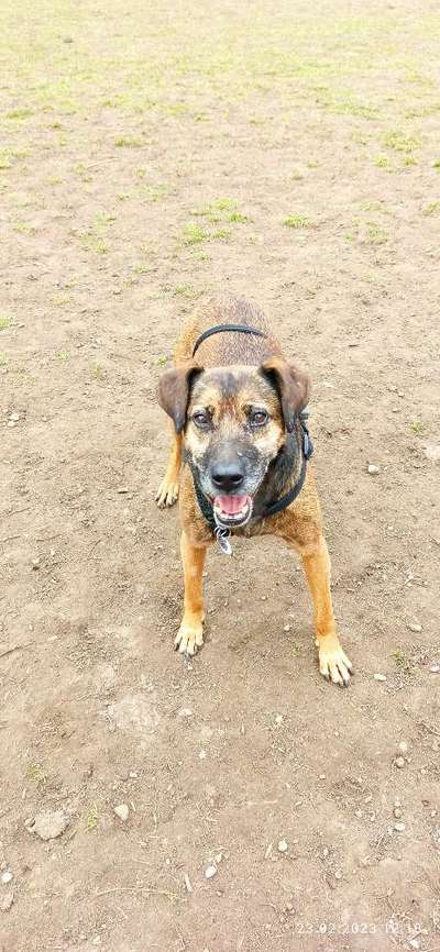 Fotosammlung: ,,Der natürliche Hund" Unbearbeitet, ungestellt und in Natura-Beitrag-Bild