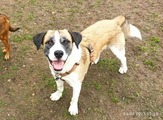 Handy Foto Challange Nr. 46  Happy Dog-Beitrag-Bild