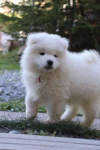 Welpen Bilder !-Beitrag-Bild