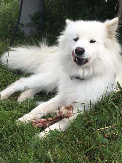 Die Dogorama-Wochen-Challenge "Die schönste Grimasse"-Beitrag-Bild