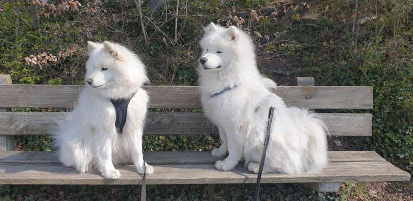 Lieblingsbild von euren Hunden?-Beitrag-Bild