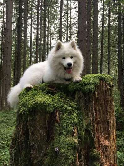 Die wunderschöne Welt mit Hund.-Beitrag-Bild