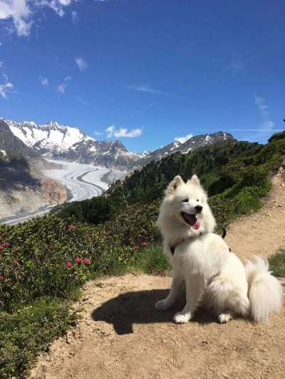 Die Dogorama Kalender Challenge 4/4-Beitrag-Bild