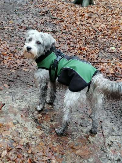 Kleidung für Hunde-Beitrag-Bild