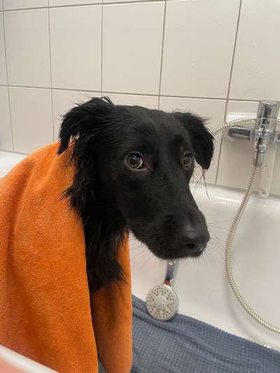 Dogorama Photo Challenge - Hundeblick zum hinschmelzen-Beitrag-Bild